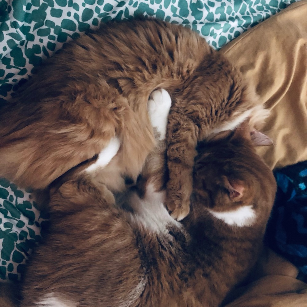 Meet your Posher, Bella